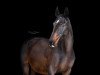 broodmare Chelsea (Hessian Warmblood, 2003, from Conteur)