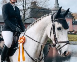 Springpferd Casanova van de Gulden (Holsteiner, 2016, von Casall)