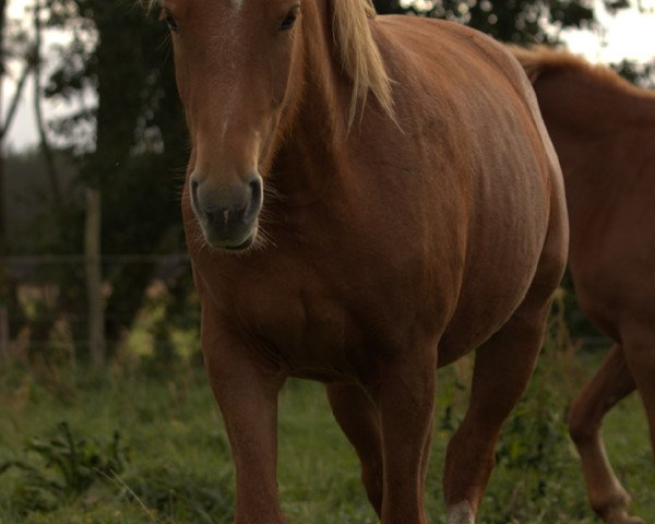 horse Cara (Freiberger, 2019)