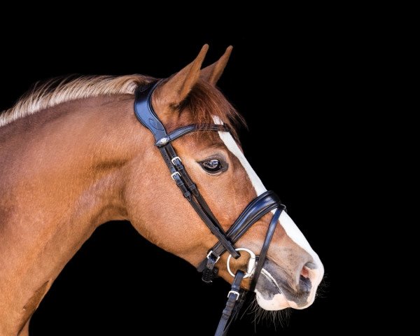 Dressurpferd Quickstep (Deutsches Reitpony, 2016, von Quaterback's Junior)