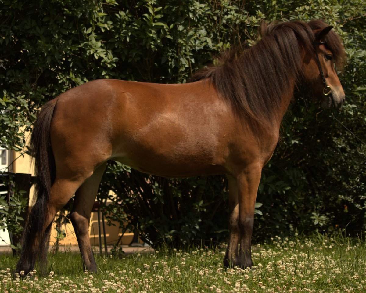horse Embla (Iceland Horse, 2018)