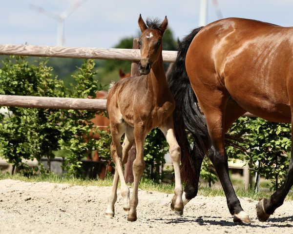 dressage horse Furani LC (Westphalian, 2021, from First Deal)