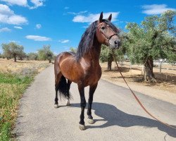 horse Alpiste (Pura Raza Espanola (PRE), 2003, from Jaquimero)