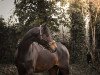 dressage horse Grabowski (Trakehner, 2019, from Adorator)