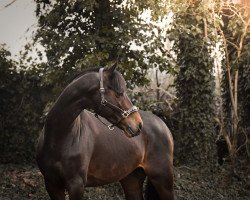 dressage horse Grabowski (Trakehner, 2019, from Adorator)