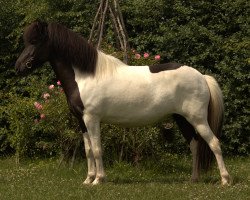 horse Luma (Islandpferd, 2018)