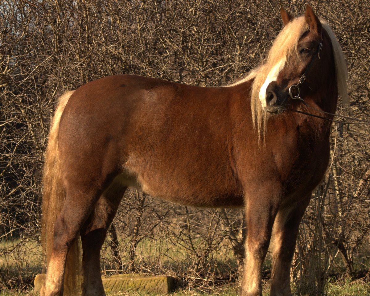 Pferd Elsa (Schwarzwälder Kaltblut, 2016)