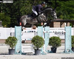 jumper Volo's Diamond (Oldenburg show jumper, 2011, from Stakkatol)