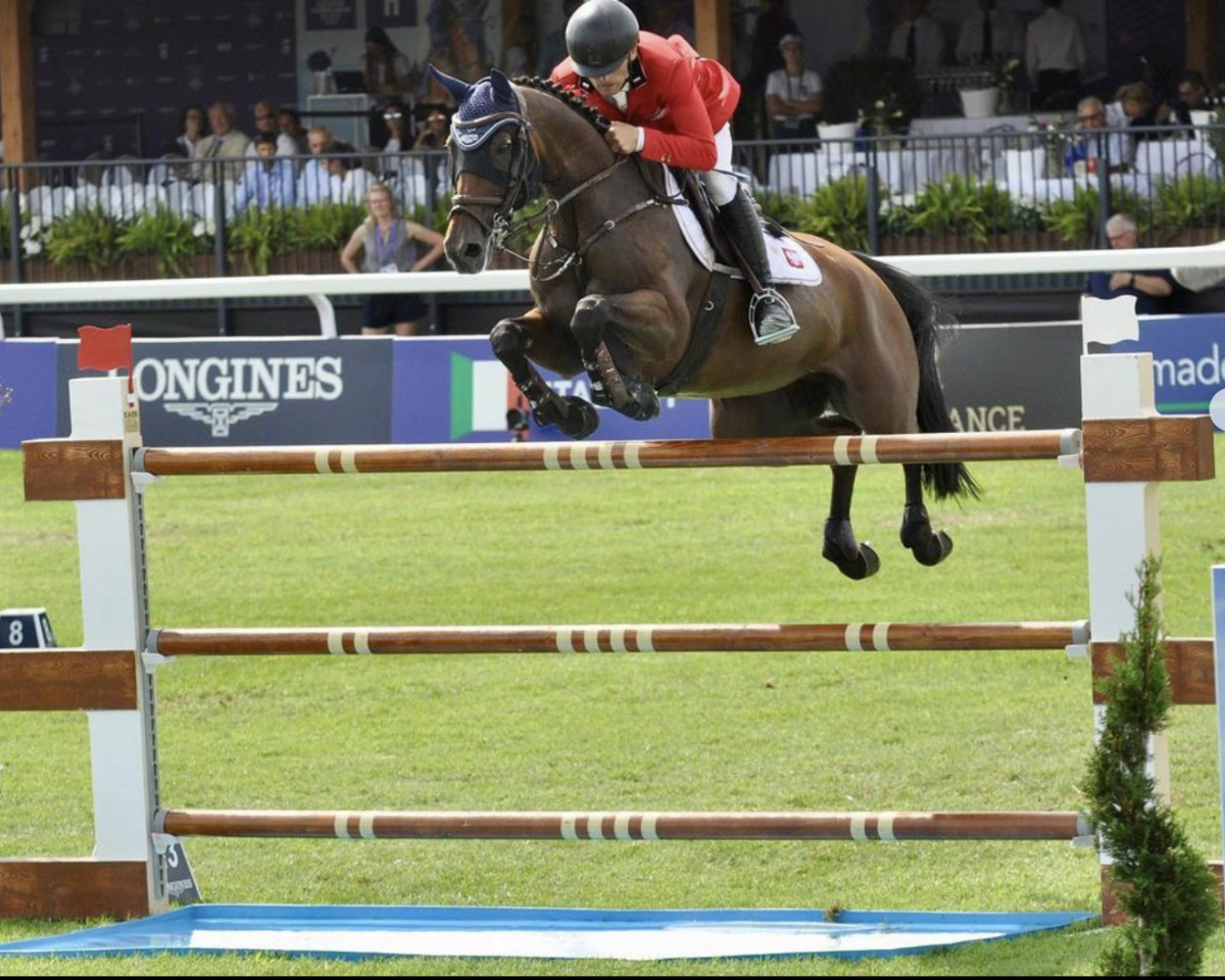 Springpferd Home-Run (KWPN (Niederländisches Warmblut), 2012, von Spartacus TN)