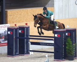 jumper Fairy Tale B (KWPN (Royal Dutch Sporthorse), 2010, from Roven xx)