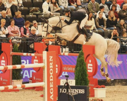 jumper Cicero (Oldenburg show jumper, 2015, from Ci Ci Senjor Ask)