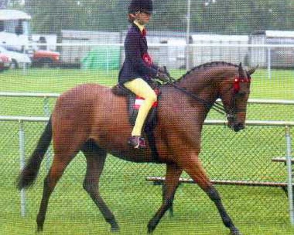 Pferd Harlaw Simply The Best (Welsh Partbred, 1998, von Small-land Maytino)