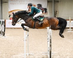 jumper Kalyan L (KWPN (Royal Dutch Sporthorse), 2015, from Etoulon VDL)