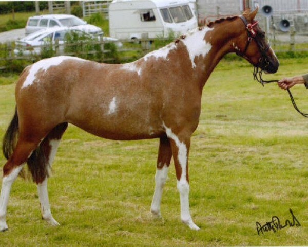 Pferd Small-land Colour Code (British Riding Pony, 2009, von Hollyland Faytino)