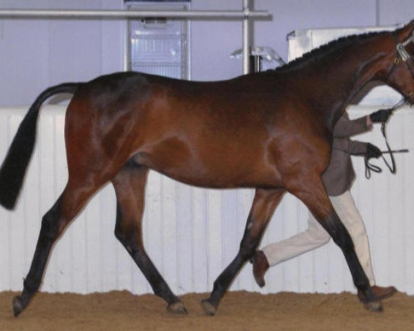 Pferd Scottshall Maximillion (British Sport Horse, 2010, von Small-land Maytino)