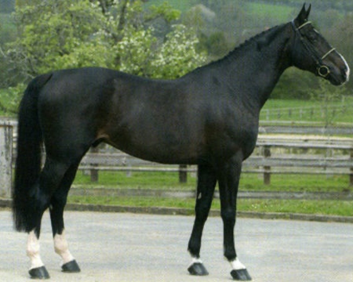 Deckhengst Ephebe For Ever (Selle Français, 1992, von Galoubet A)