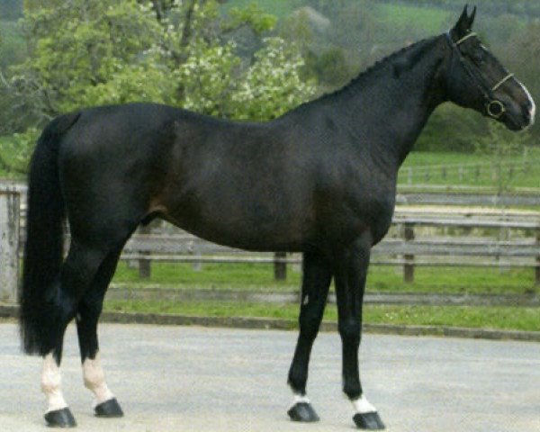 stallion Ephebe For Ever (Selle Français, 1992, from Galoubet A)