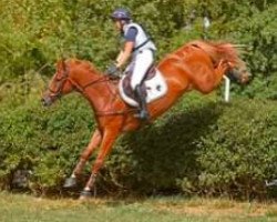 jumper Goliath du Loir (Selle Français, 2016, from Nouma D'Auzay)