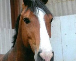 broodmare Flying Mary (Zweibrücken, 2006, from Fly High)