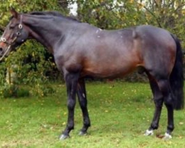 stallion Sirocco Rouge (Selle Français, 1984, from Jalisco B)