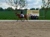 broodmare Golden Grace 14 (German Riding Pony, 2020, from Diabolo Sun)