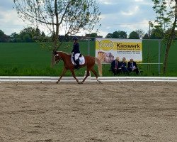 broodmare Golden Grace 14 (German Riding Pony, 2020, from Diabolo Sun)