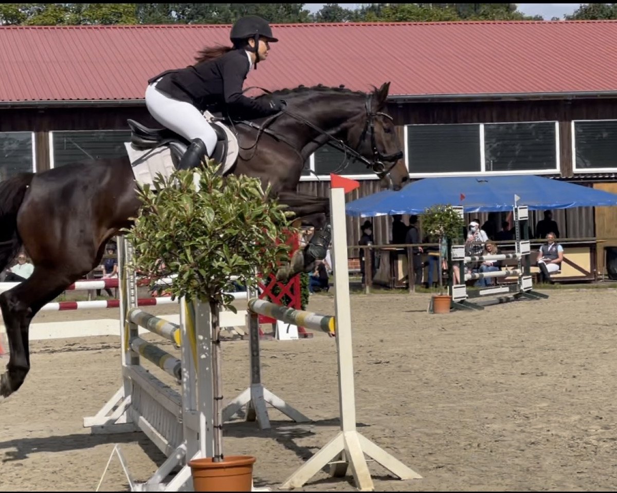 jumper Count on me 26 (Holsteiner, 2013, from Centurion)