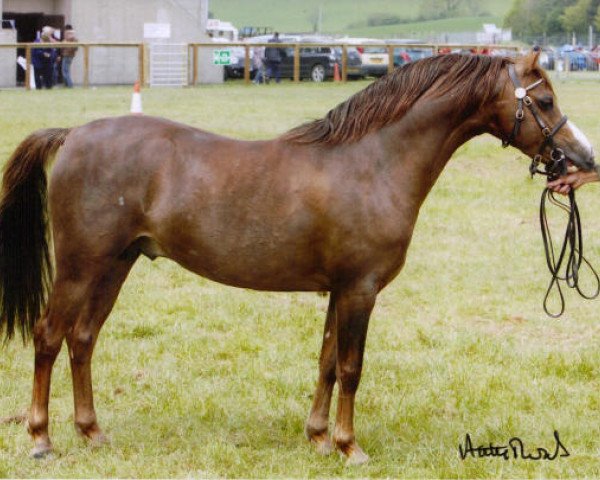 Pferd Millwood Ecuador (Welsh Pony (Sek.B), 2007, von Laithehill Mustard Seed)