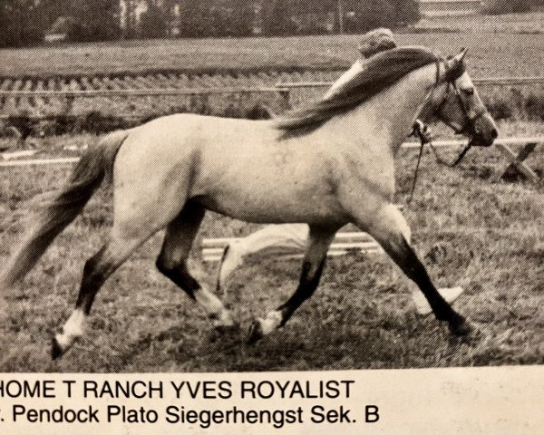 stallion Home 'T' Ranch Yves Royalist (Welsh-Pony (Section B), 1985, from Pendock Plato)