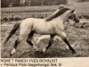 Deckhengst Home 'T' Ranch Yves Royalist (Welsh Pony (Sek.B), 1985, von Pendock Plato)