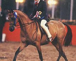 Pferd Talacharn Wedding Chorus (British Riding Pony, 1985, von Small-Land Mascot)