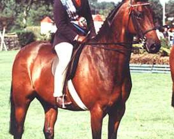 Pferd Royal Bronze (British Riding Pony, 1984, von Small-Land Mambrino)