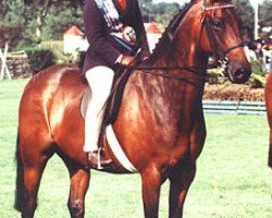 horse Royal Bronze (British Riding Pony, 1984, from Small-Land Mambrino)