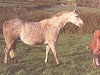 Zuchtstute Small-Land Mayday (Welsh Partbred, 1970, von Downland Romance)