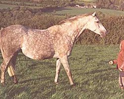 Zuchtstute Small-Land Mayday (Welsh Partbred, 1970, von Downland Romance)