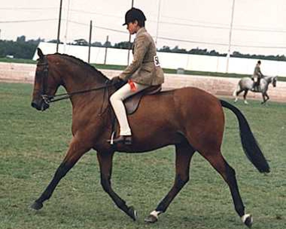 horse Small-Land Fairplay (British Riding Pony, 1981, from Small-Land Mambrino)