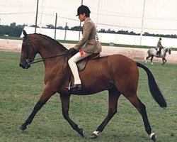 horse Small-Land Fairplay (British Riding Pony, 1981, from Small-Land Mambrino)