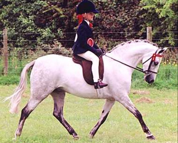 Pferd Small-Land Rosella (British Riding Pony,  , von Blackhill Jamie)