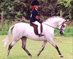 horse Small-Land Rosella (British Riding Pony,  , from Blackhill Jamie)