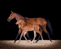 horse Baloula (Deutsches Sportpferd, 2022, from Baloutender)