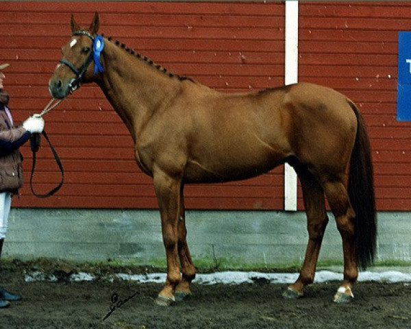 stallion Rant xx STS (Thoroughbred, 1982, from Aden xx)