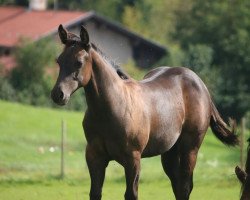 horse Dunits Braveheart (Quarter Horse, 2023)