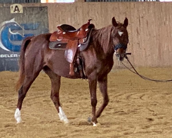 horse Monja Bint Martice (Arabian thoroughbred, 2017)