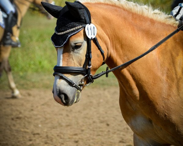 dressage horse Worldman 10 (Edelbluthaflinger, 2018, from World Cup (0,78% ox))