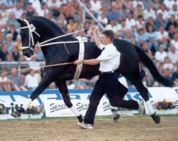 horse Warkant (Hanoverian, 1983, from World Cup I)