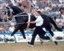 stallion Warkant (Hanoverian, 1983, from World Cup I)
