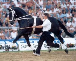 stallion Warkant (Hanoverian, 1983, from World Cup I)