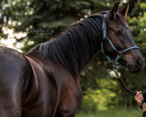 horse Gründleinshofs Rolex (German Sport Horse, 2019, from Rockefeller)