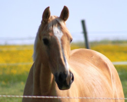 Zuchtstute PHW's Monique (Palomino, 2005, von Magic Memphis)