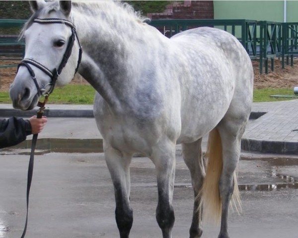 Deckhengst Pitsburg (Russisch Trakehner, 2005, von Grif Grej)